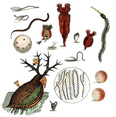 與上帝平起平坐的微生物 生物起源于它，人類未來依靠它